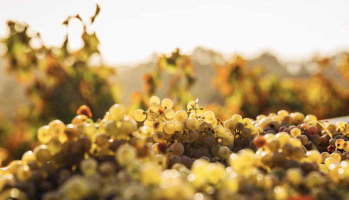 Italian Wine Ambassador Susannah Gold shares Oltrepo Pavese wines