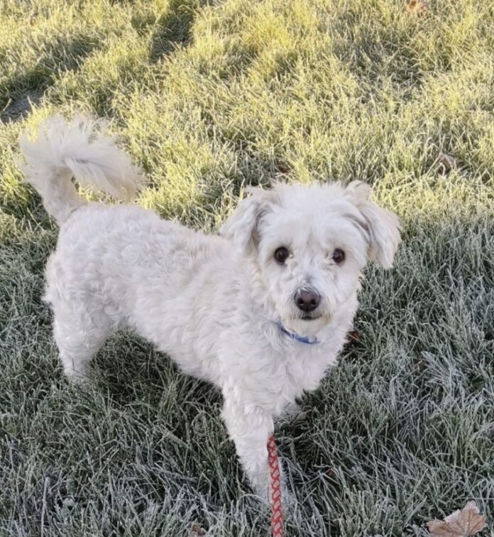 Emmaus Cat Shop, Purr Haus, to host 