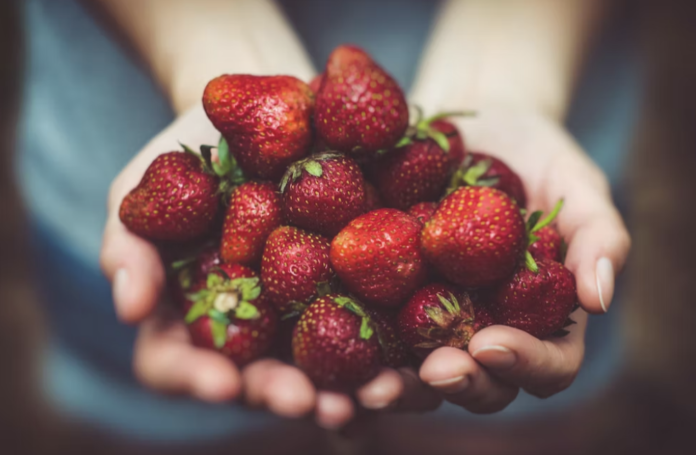 1st Annual Allentown VegFest April 29 at Cedar Beach