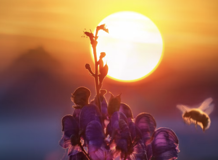 The Evolution of Bees: Their role in making Plant-based Honey