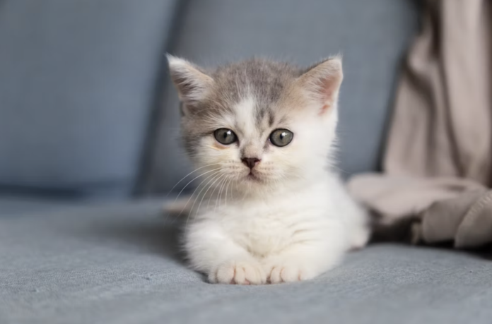 Kittenpalooza, cat rescue nonprofit, returns to Purr Haus in Emmaus June 3-4